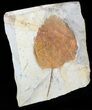 Fossil Leaf (Zizyphoides) - Montana #53295-2